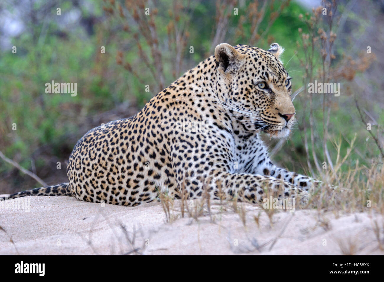 African leopard (Panthera pardus) relaxing on a sand bank, South Africa Stock Photo
