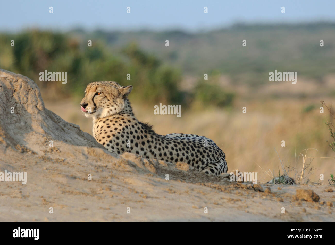 Male cheetah (Acinonyx jubatus) relaxing in the afternoon sun, South Africa Stock Photo