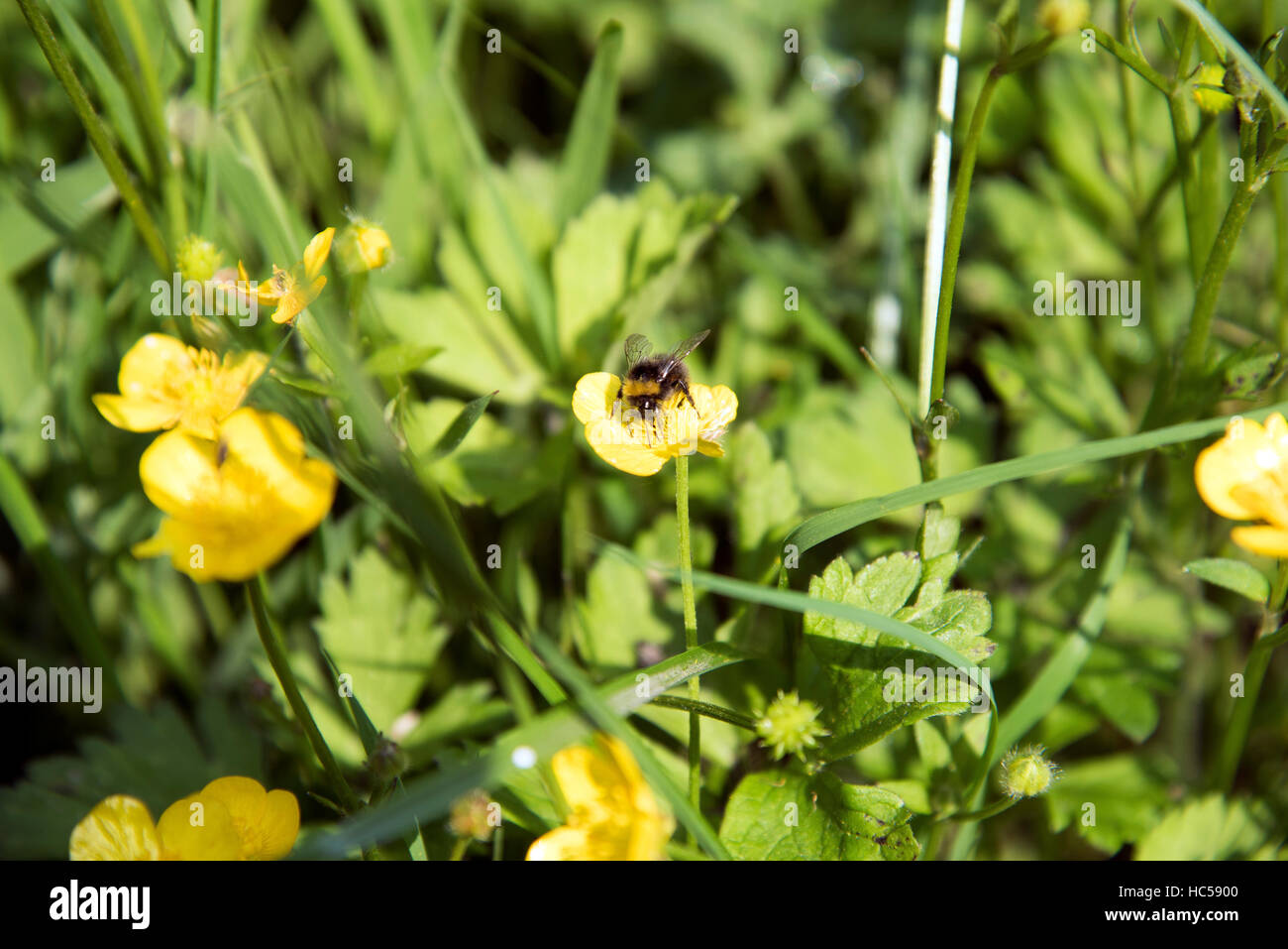 Buttercups buttercup growing Hampstead Heath Stock Photo Alamy