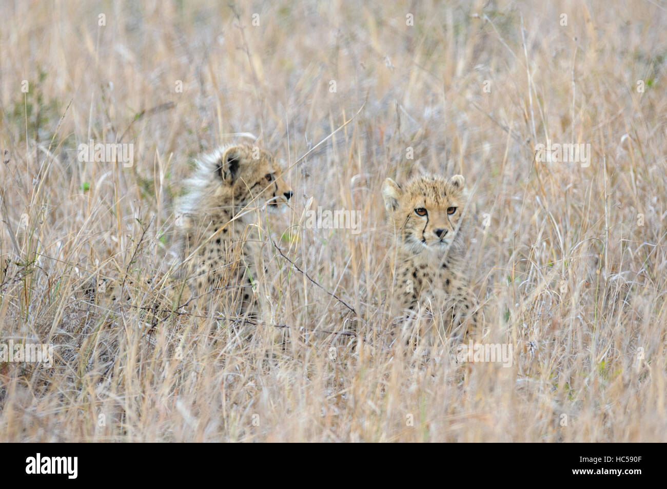 Two young cheetah cubs (Acinonyx jubatus) hiding in the long grass of the savannah, South Africa Stock Photo