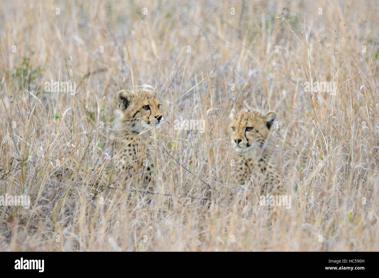 Two young cheetah cubs (Acinonyx jubatus) hiding in the long grass of the savannah, South Africa Stock Photo