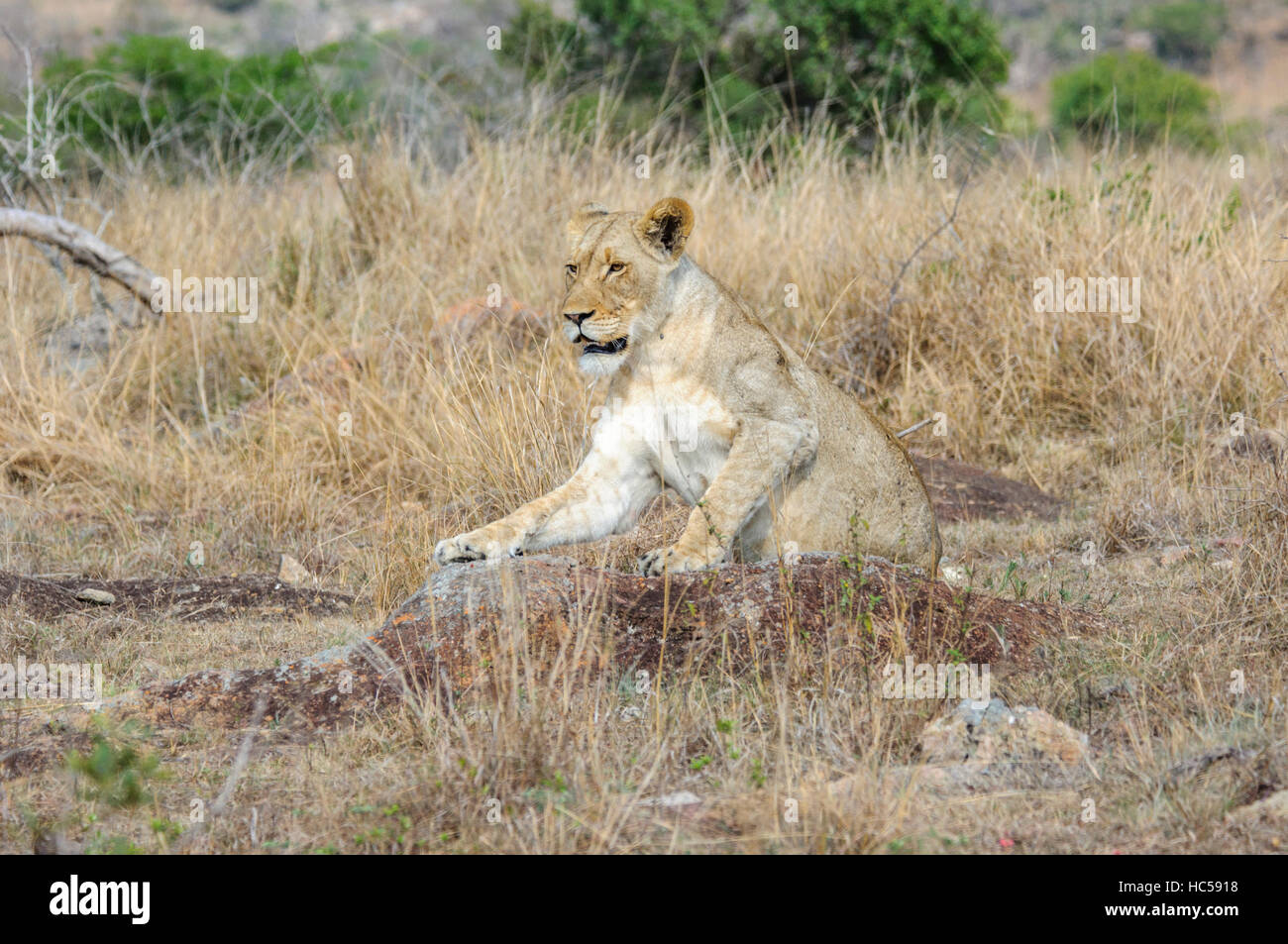 An African lioness (Panthera leo) relaxes on a rock in the savannah, South Africa Stock Photo