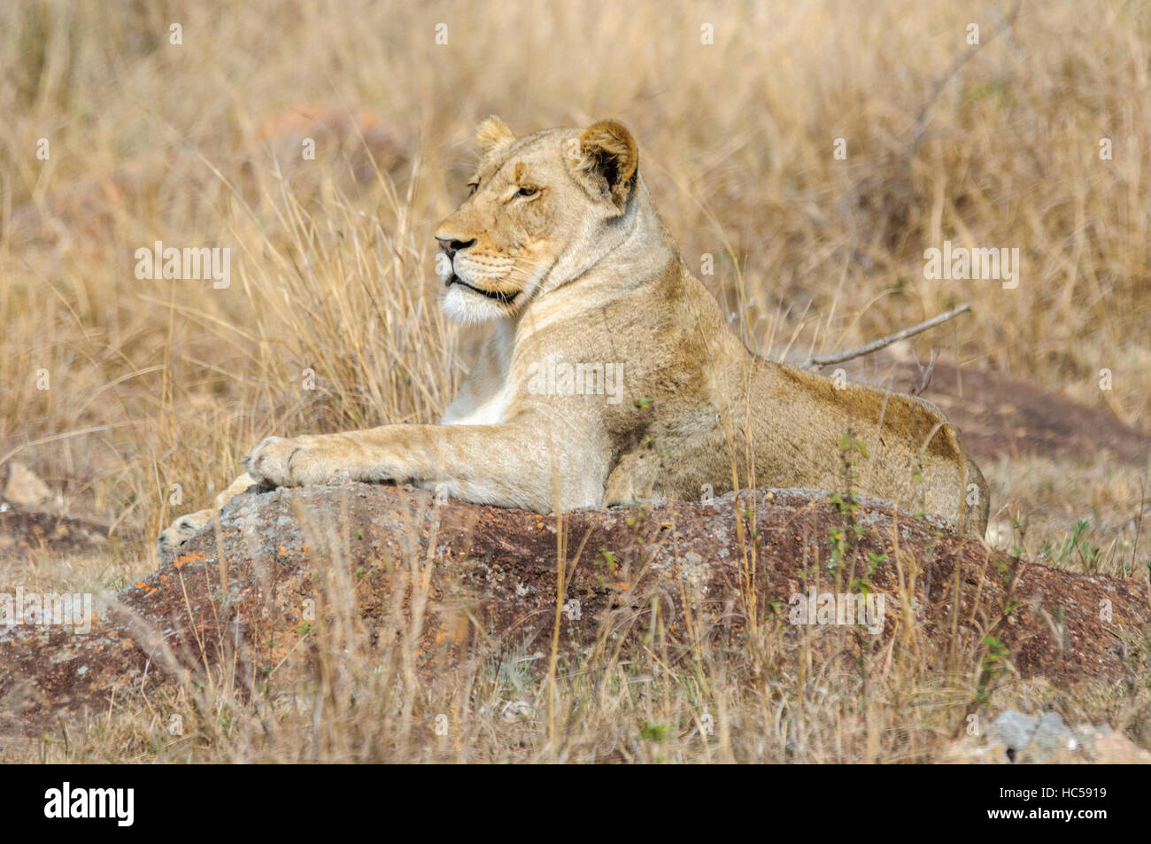 An African lioness (Panthera leo) relaxes on a rock in the savannah, South Africa Stock Photo