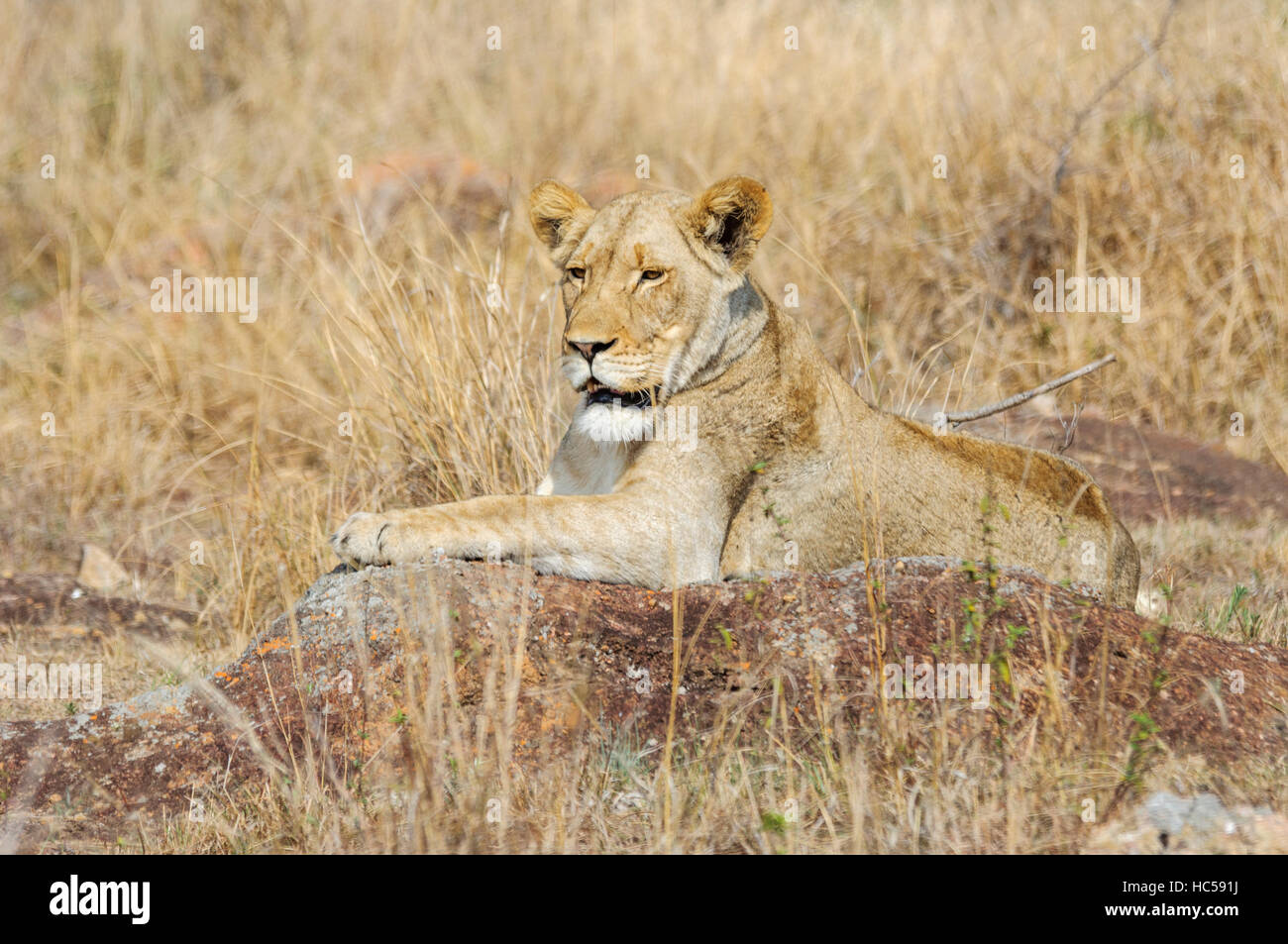 An African lioness (Panthera leo) relaxes on a rock in the savannah, South Africa Stock Photo