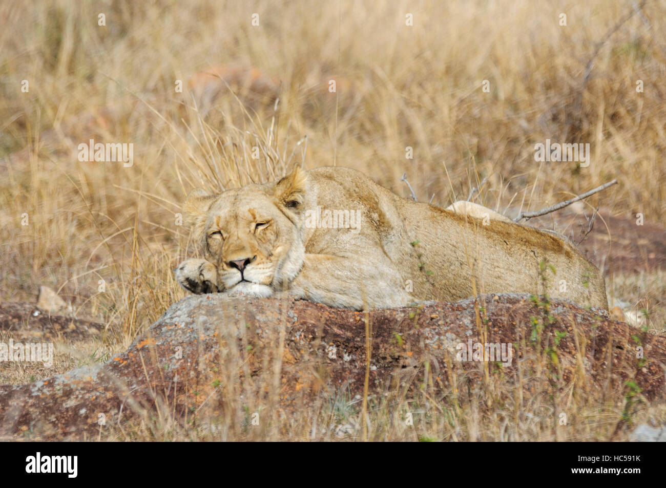 An African lioness (Panthera leo) falls asleep on a rock in the savannah, South Africa Stock Photo
