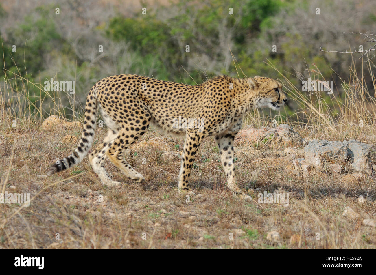 Cheetah mother (Acinonyx jubatus) stalking an antelope in South Africa