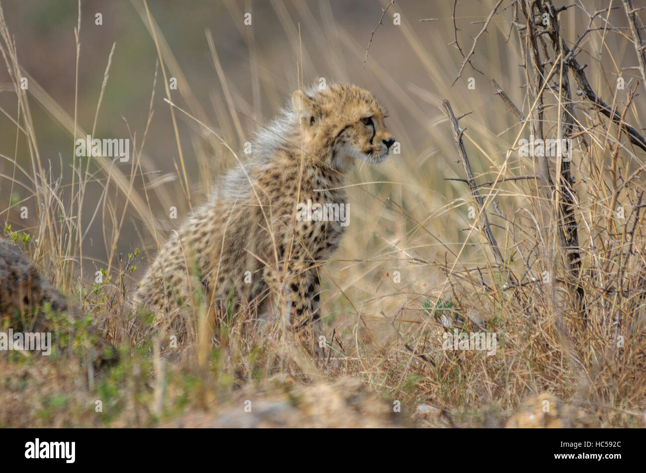 Young cheetah cub (Acinonyx jubatus) waiting for the mother to return from hunting, South Africa Stock Photo