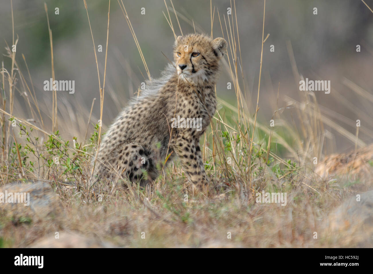 Young cheetah cub (Acinonyx jubatus) waiting for the mother to return from hunting, South Africa Stock Photo