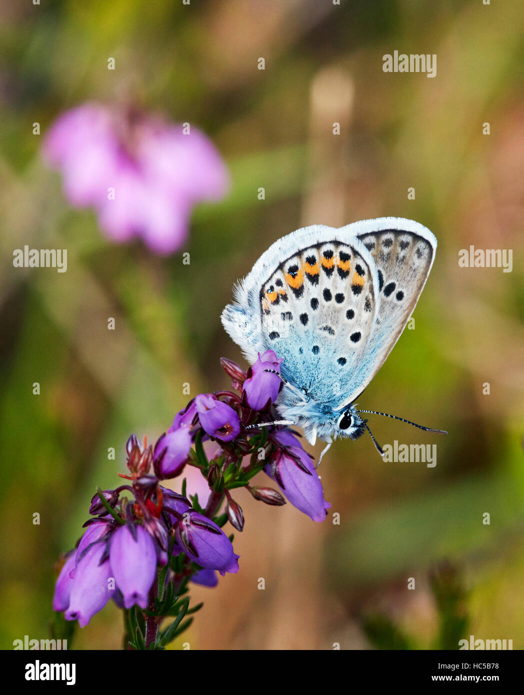 Silver-Studded Blue on Bell Heather. Fairmile Common, Esher, Surrey, England. Stock Photo
