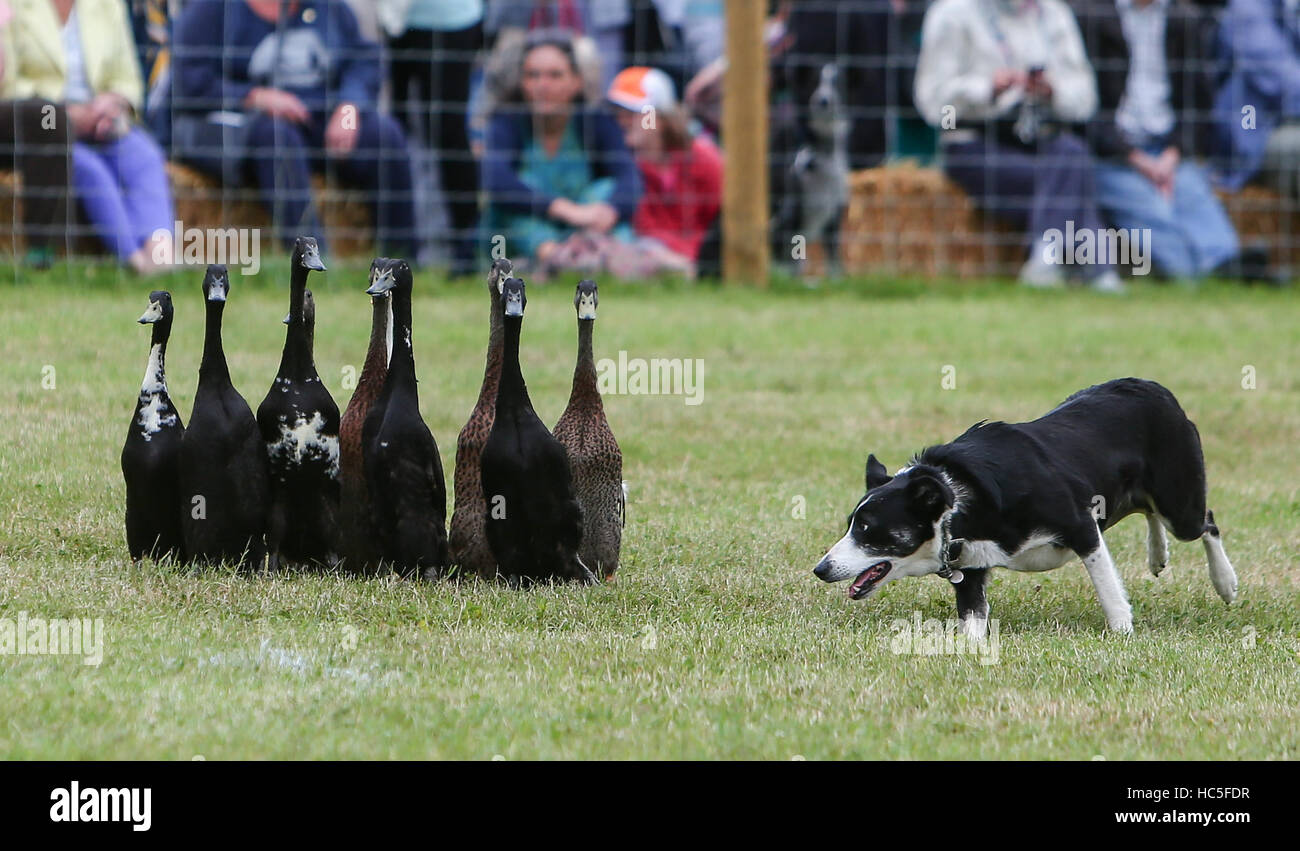 Dogs and Ducks display during Countryfile Live at Blenheim Palace ...