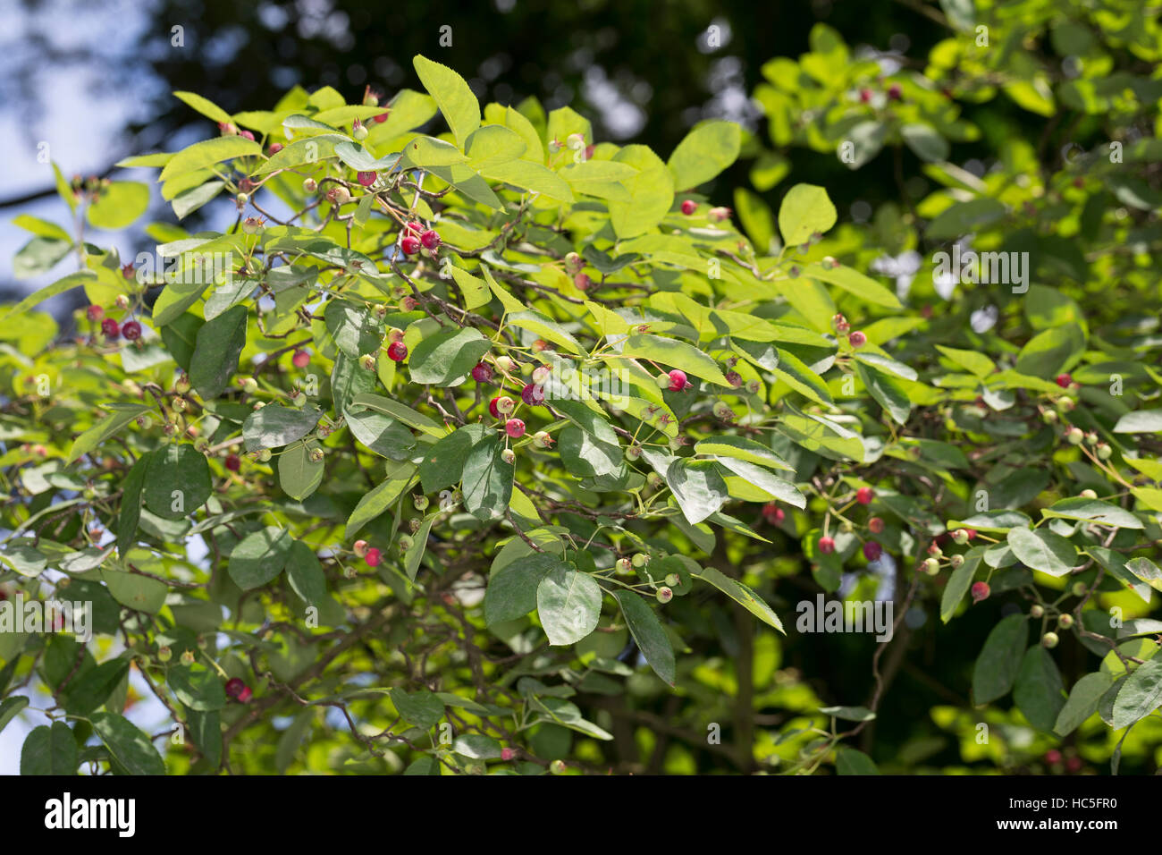 Kupfer-Felsenbirne, Kupferfelsenbirne, Felsenbirne, Früchte, Amelanchier lamarckii, Juneberry, Serviceberry Stock Photo