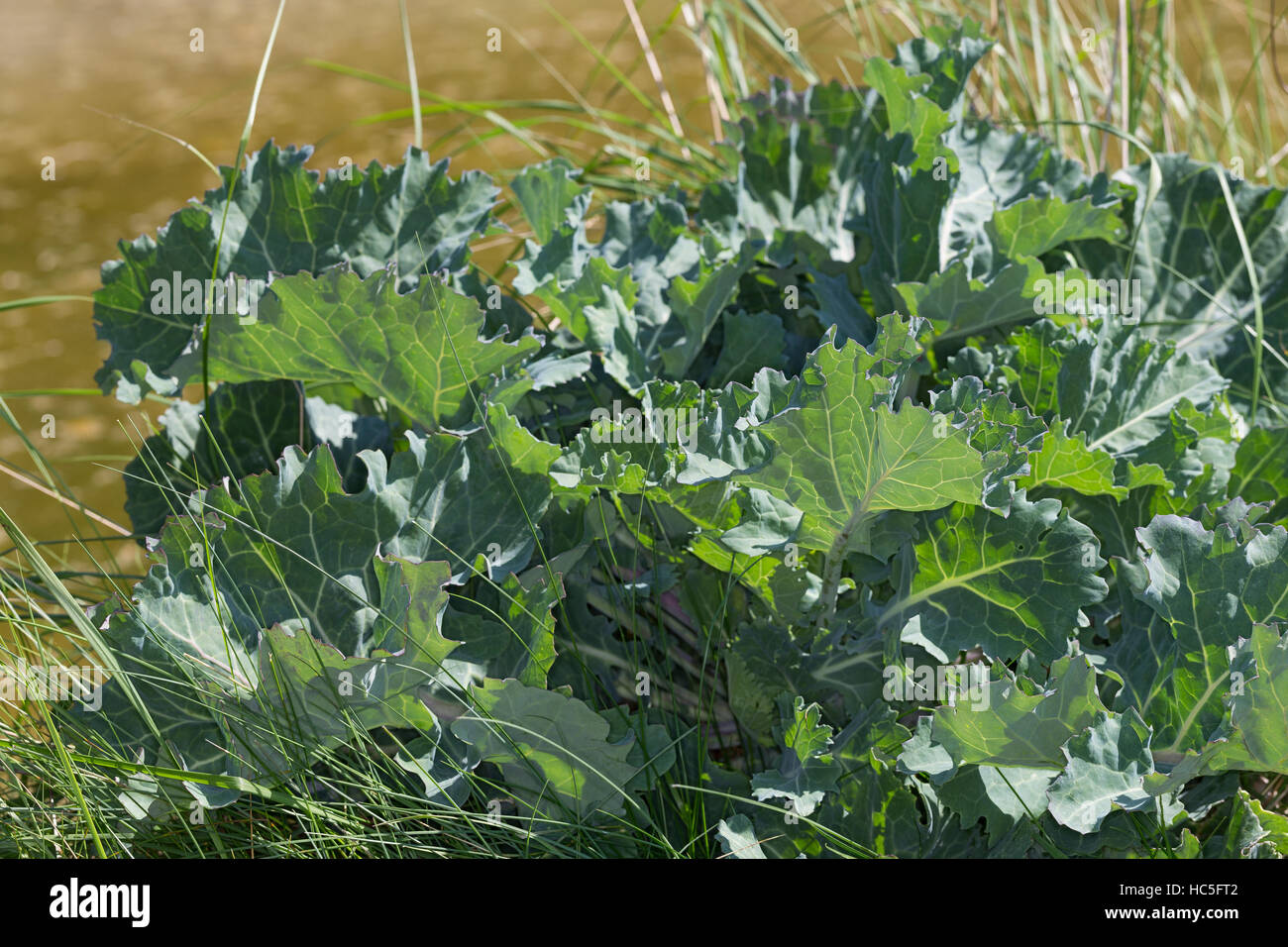 Sea Kale, Chou marin, Crambe, Küsten-Meerkohl, Meerkohl, Strandkohl ...