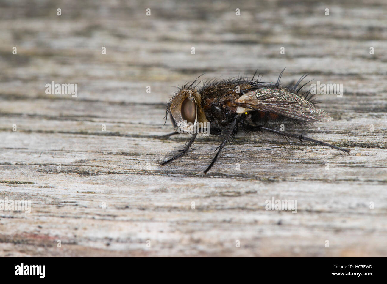 Raupenfliege, Männchen, Gonia picea, Tachinid Fly, male, Tachina fly, Tachinidae, Raupenfliegen, Igelfliegen, Schmarotzerfliegen, tachinids, parasitic Stock Photo