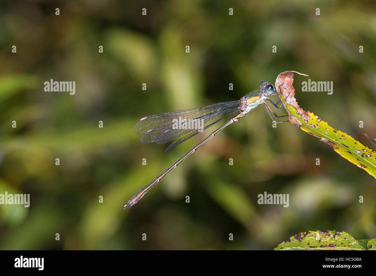 Gemeine Weidenjungfer, Männchen, Chalcolestes viridis, Lestes viridis, Willow Emerald Damselfly, male, Binsenjungfer Stock Photo