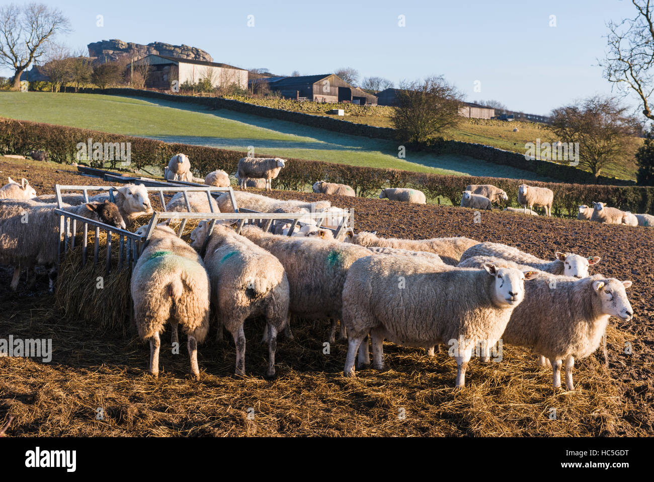 Sheep in a field (some eating hay from a metal feeder) with farm buildings and Almscliffe Crag beyond - North Yorkshire, GB. Stock Photo