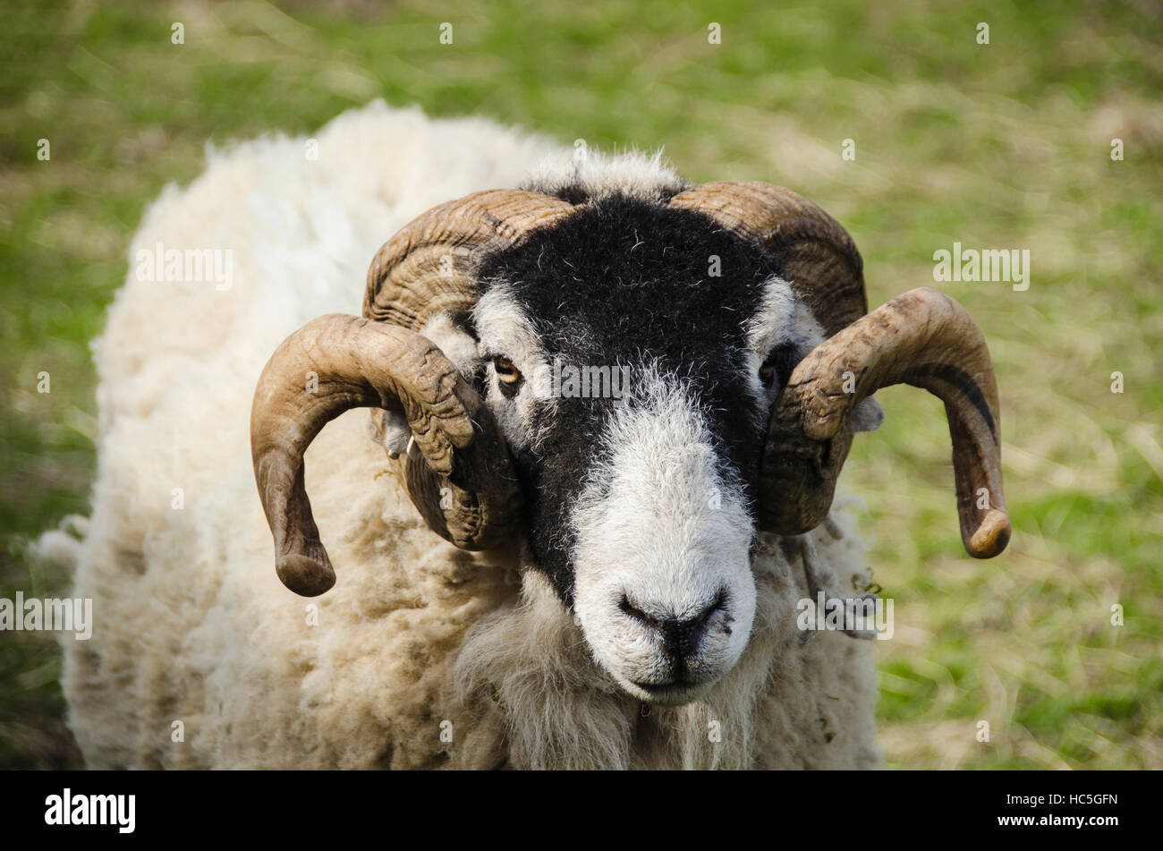 With thick woolly coat & curled horns, adult Swaledale sheep in farm field, is staring at camera (head & face close-up) - North Yorkshire England, UK. Stock Photo