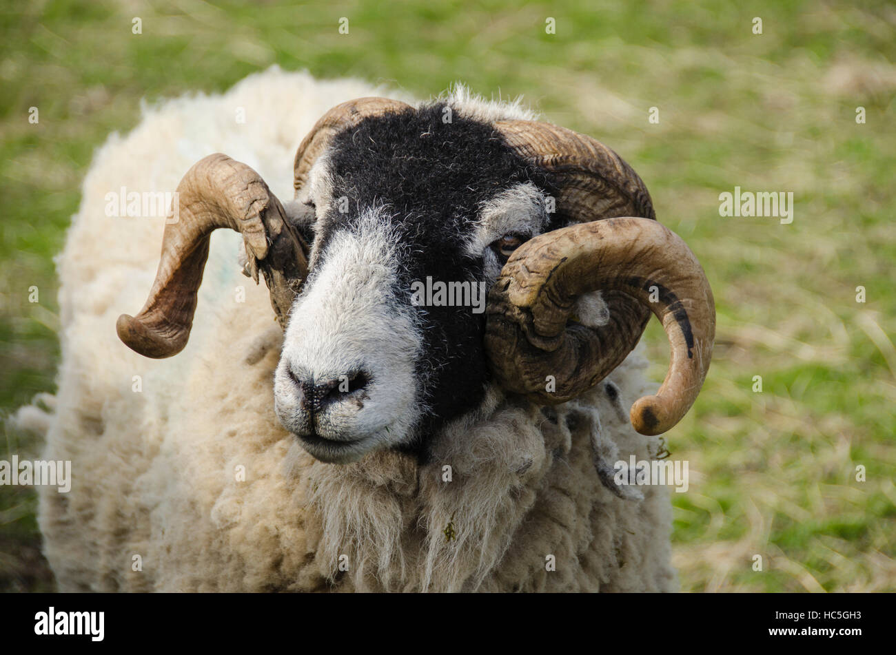 With thick woolly coat & curled horns, adult Swaledale sheep in farm field, is turning to left (head & face close-up) - North Yorkshire England, UK. Stock Photo