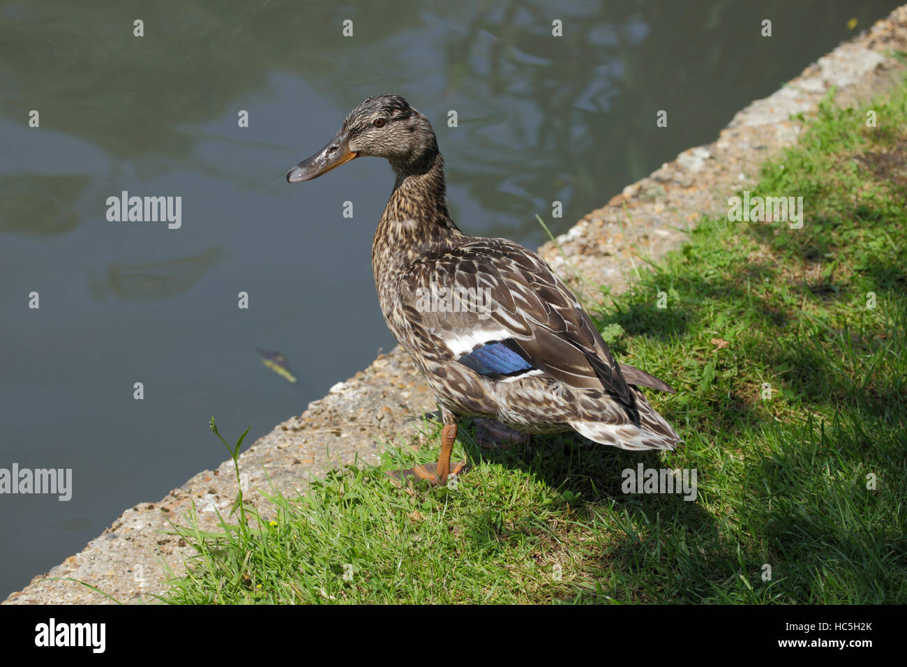 Female Mallard duck Anas platyrhynchos beside pond uk Stock Photo