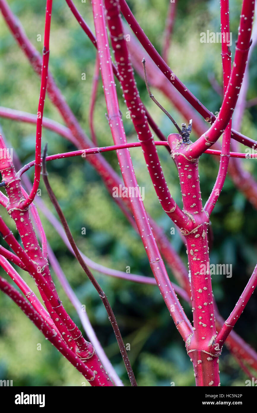 Red winter stems of the hardy shrub, Cornus alba 'Baton Rouge' Stock Photo