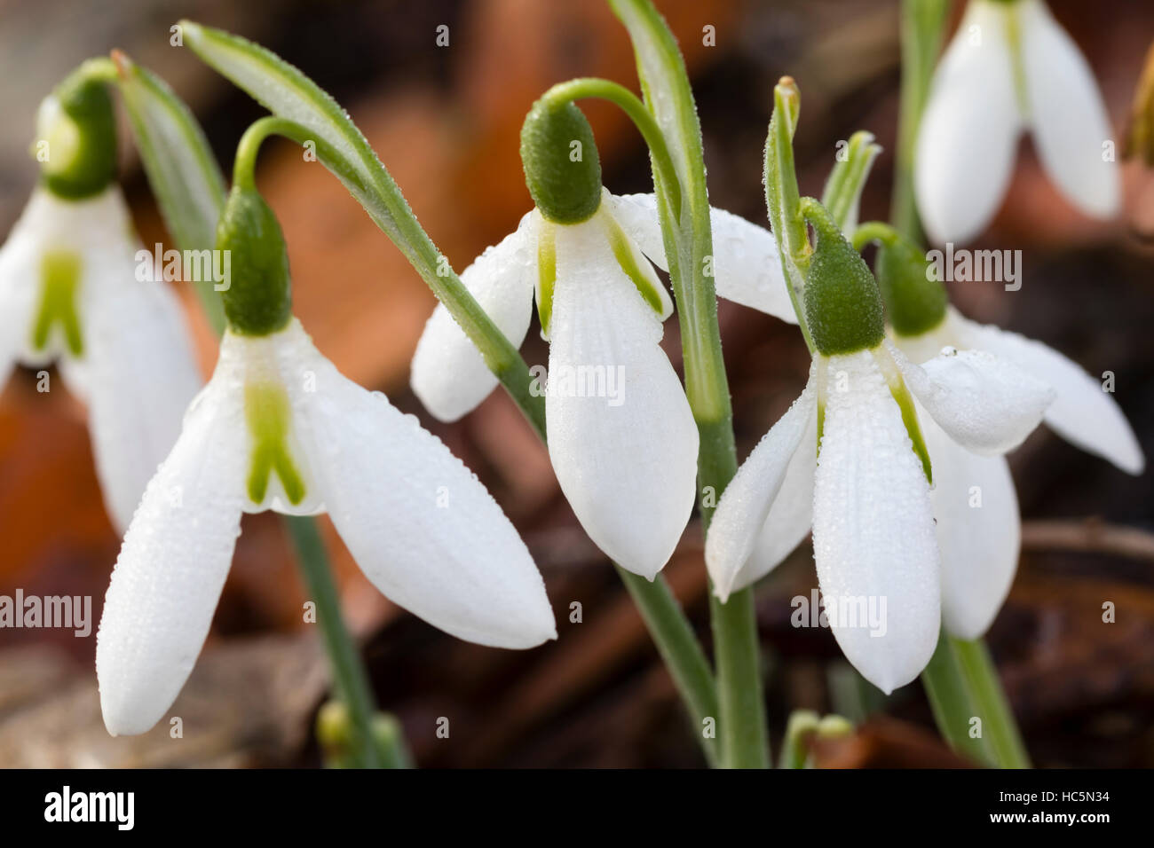 Multiple flowers of the early blooming giant snowdrop, Galanthus elwesii 'Yvonne Hay' Stock Photo