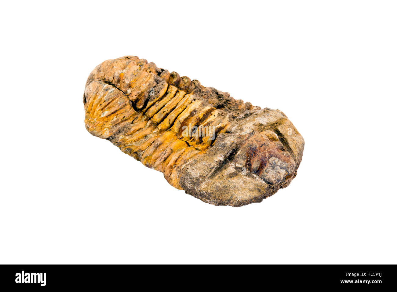 Trilobite fossil (Calymene sp.) from Morocco Stock Photo