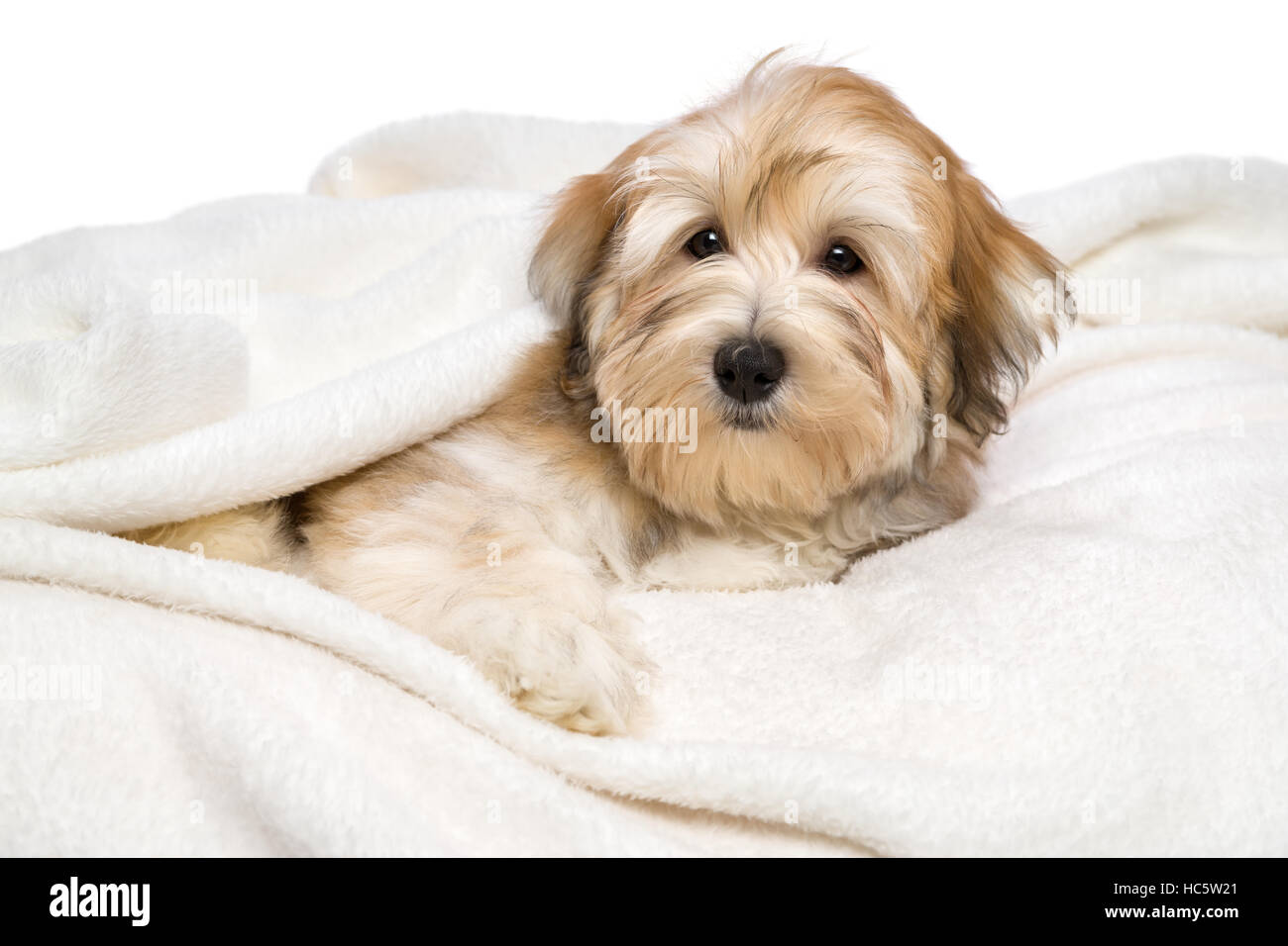 Cute reddish Bichon Havanese puppy dog is lying on a white bedspread Stock Photo