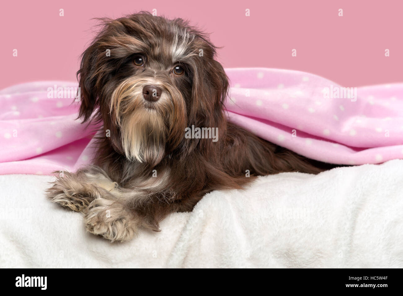 Chocolate havanese dog hotsell