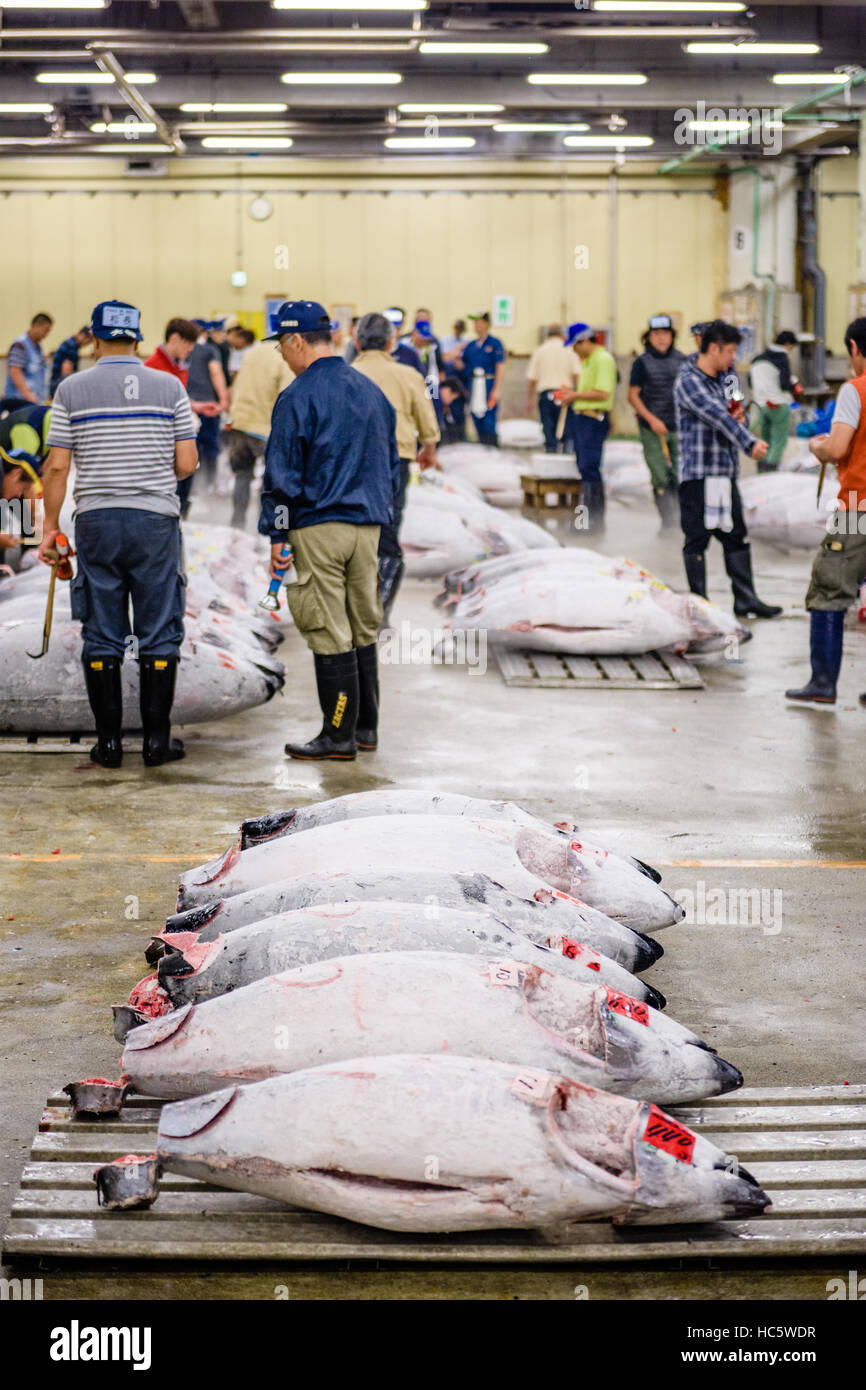 TOKYO, JAPAN - AUGUST 1, 2015: Prospective buyers inspect tuna displayed at Tsukiji Market. Tsukiji is considered the world's largest fish market. Stock Photo