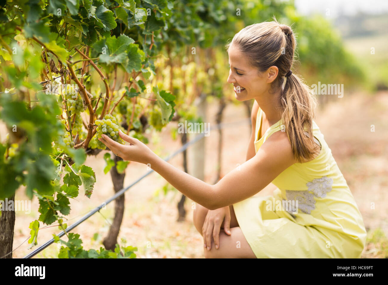 Female vintner inspecting grapes Stock Photo