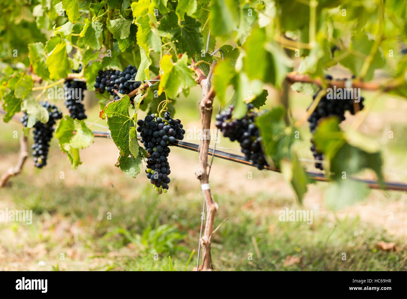 Grape Production Ripe Vineyard fruit ripe hi-res stock photography and images - Alamy