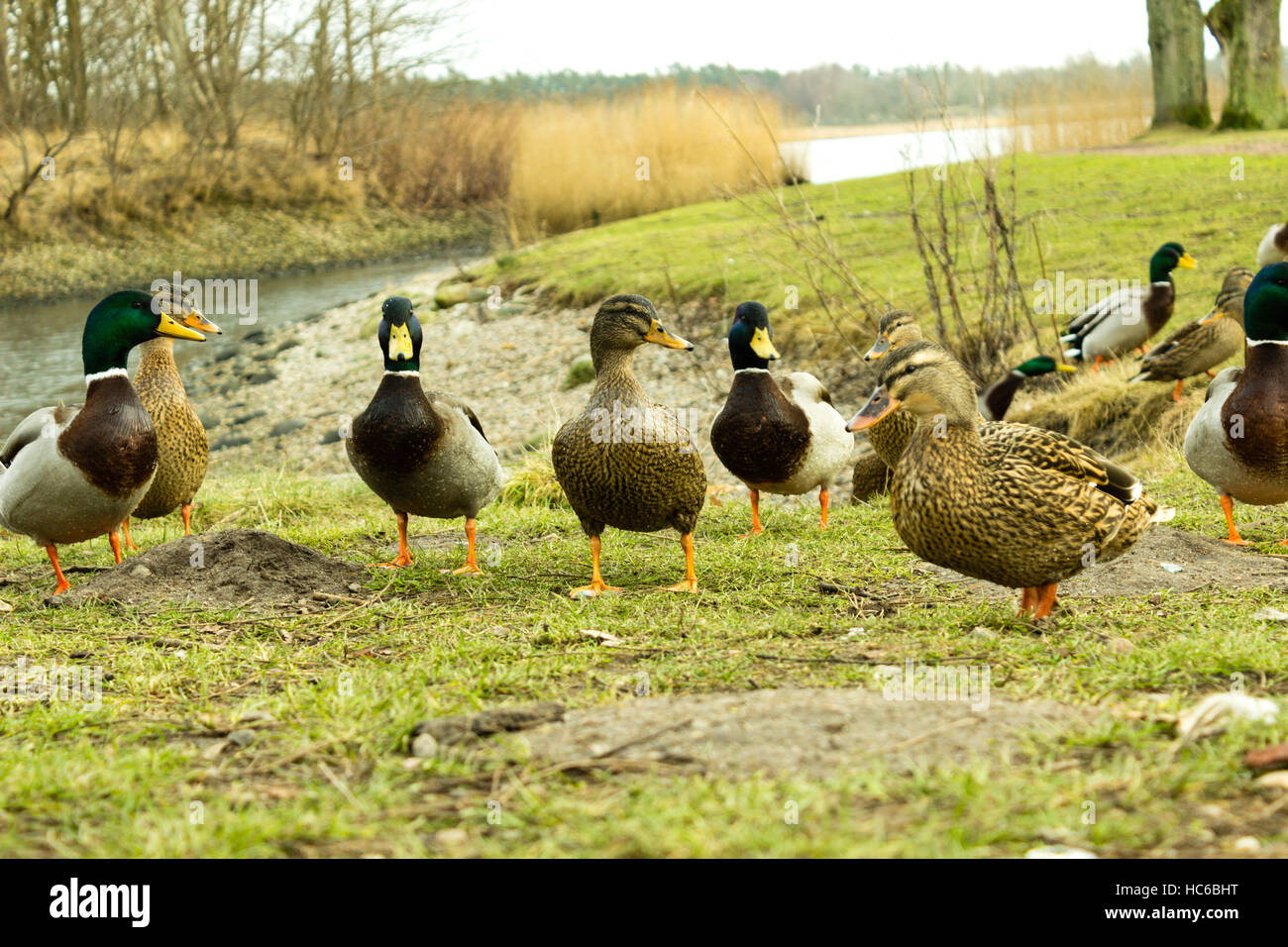 Curious Mallard Ducks standing by the shoreline Stock Photo