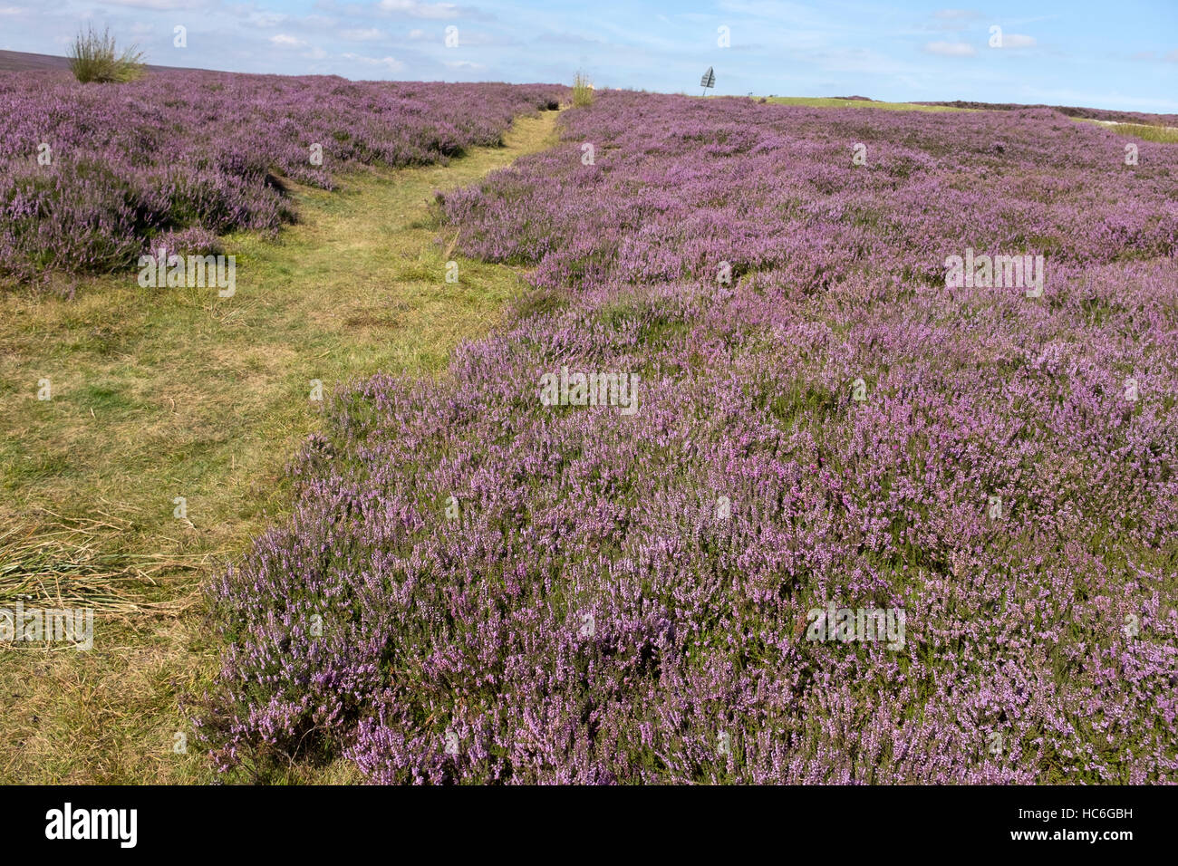 Lavender Fields Stock Photo