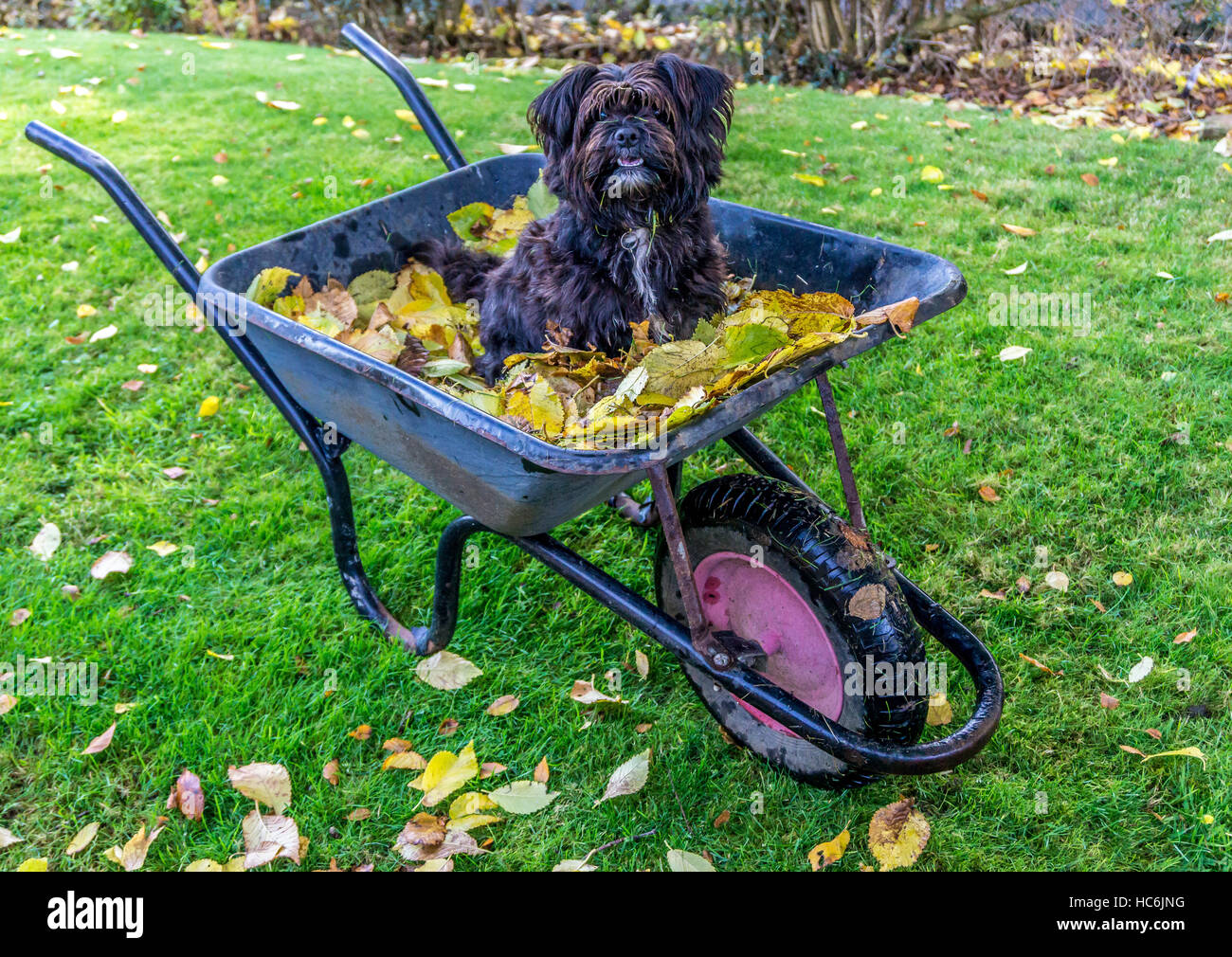 Weshie dog in a wheelbarrow of Autumn Leaves in the garden Stock Photo