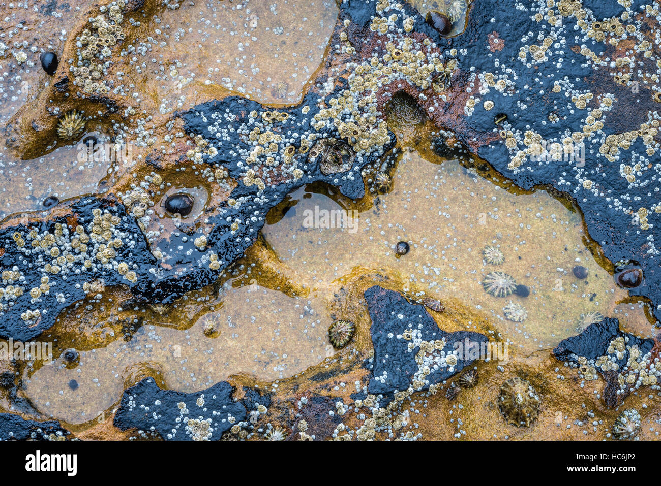 Close up of a rock pool containing Barnacles and Limpets Stock Photo
