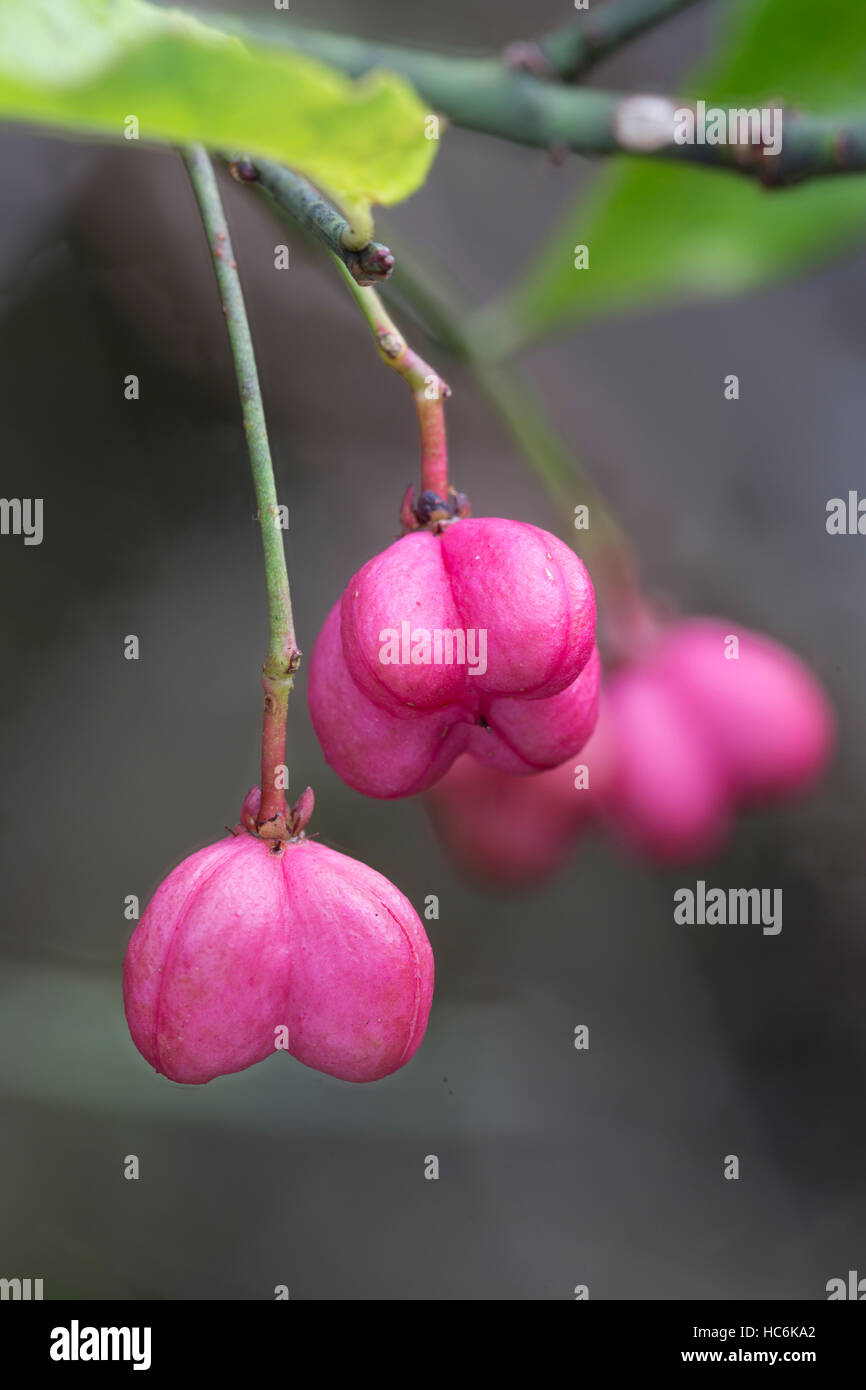 Four-lobed fruits of the Spindle Tree, Euonymus europaea, growing in a hedge, Lancashire, October Stock Photo