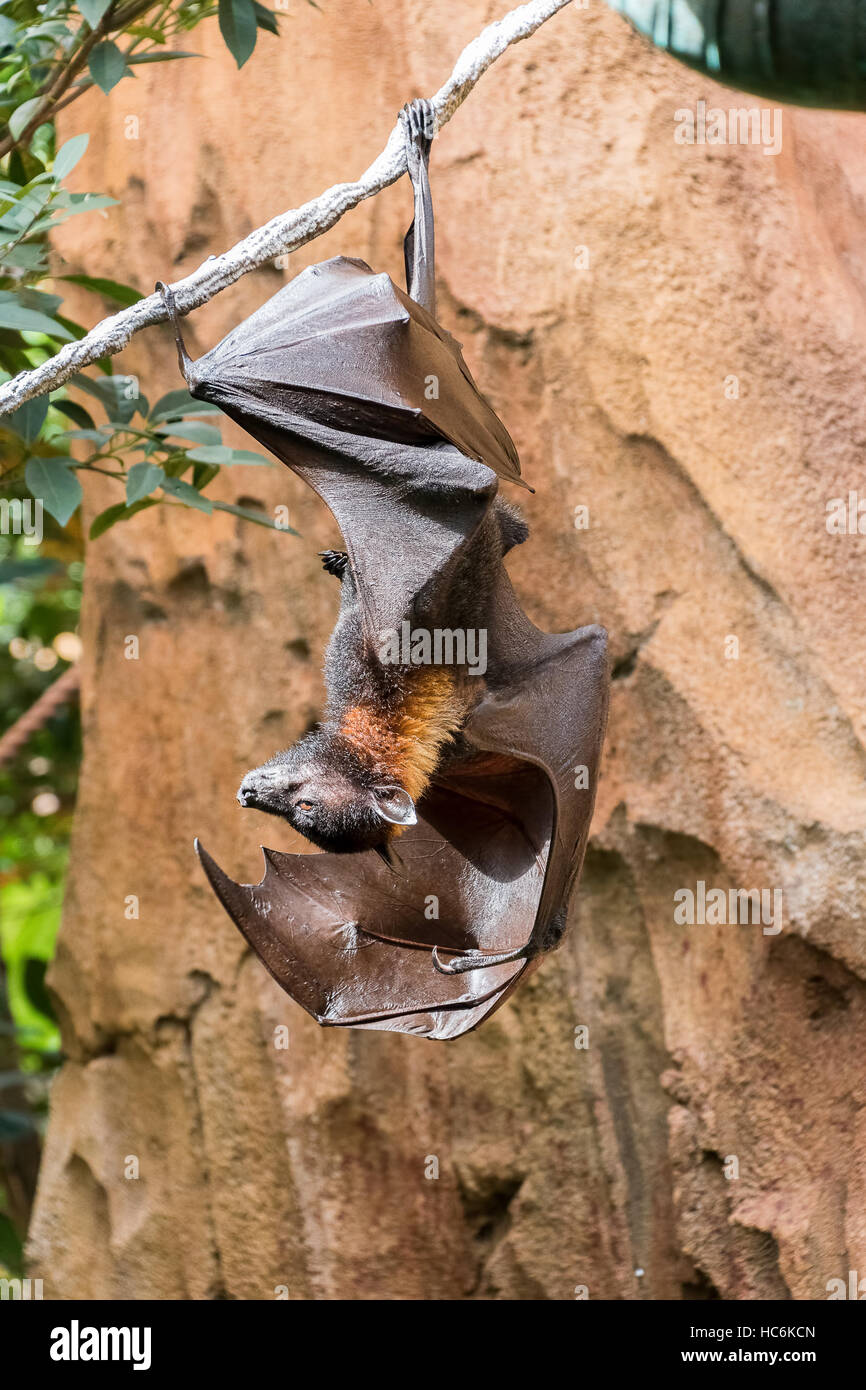 A Fruit Bat hanging from a rope Stock Photo