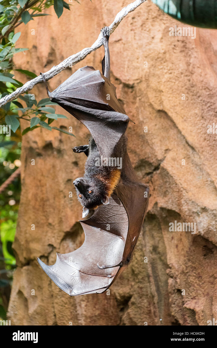 A Fruit Bat hanging from a rope Stock Photo Alamy