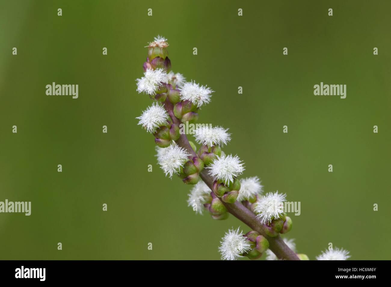 Common arrowgrass, Triglochin maritima Stock Photo