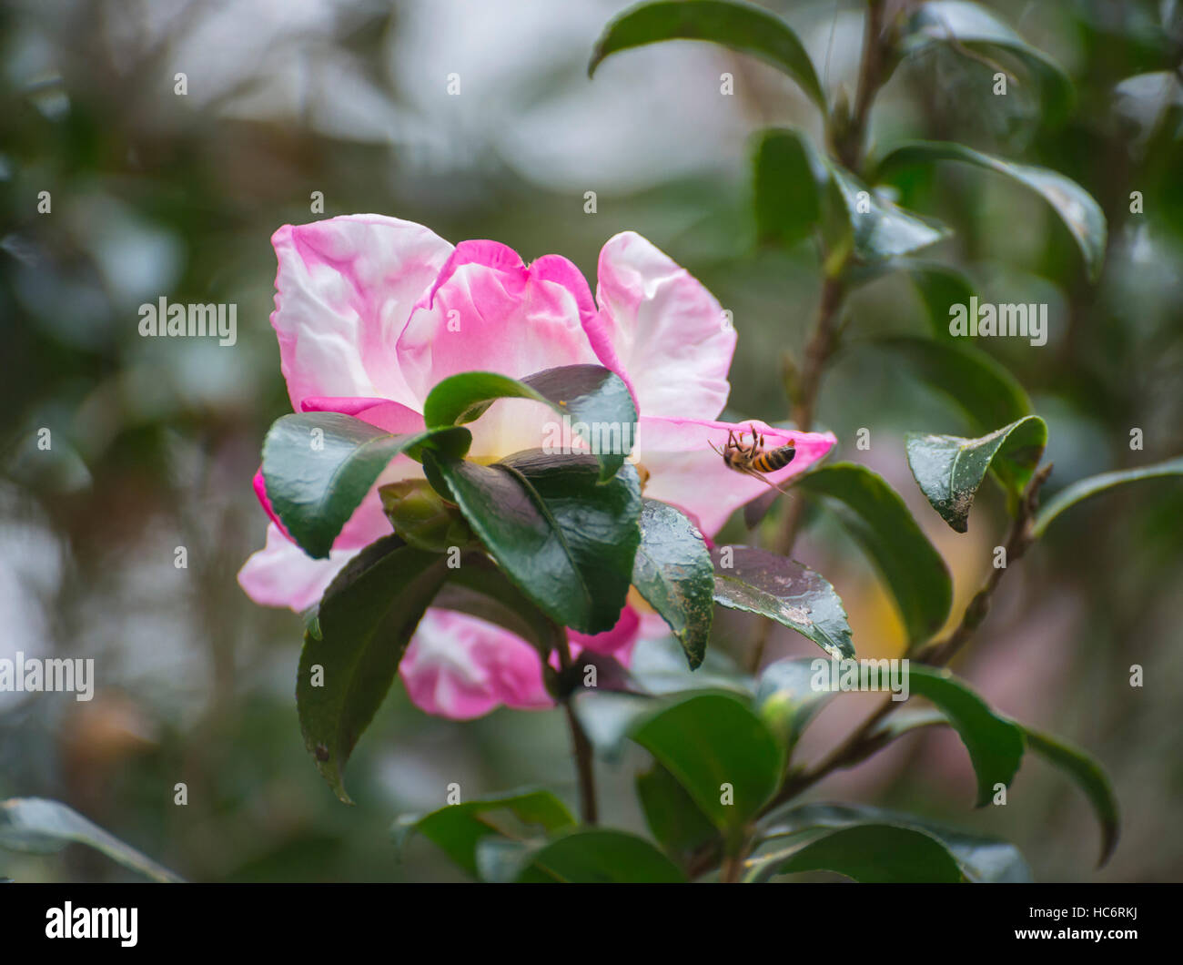 Azalea flower closeup at Rainbow Springs State Park, Dunnellon, Florida. Stock Photo