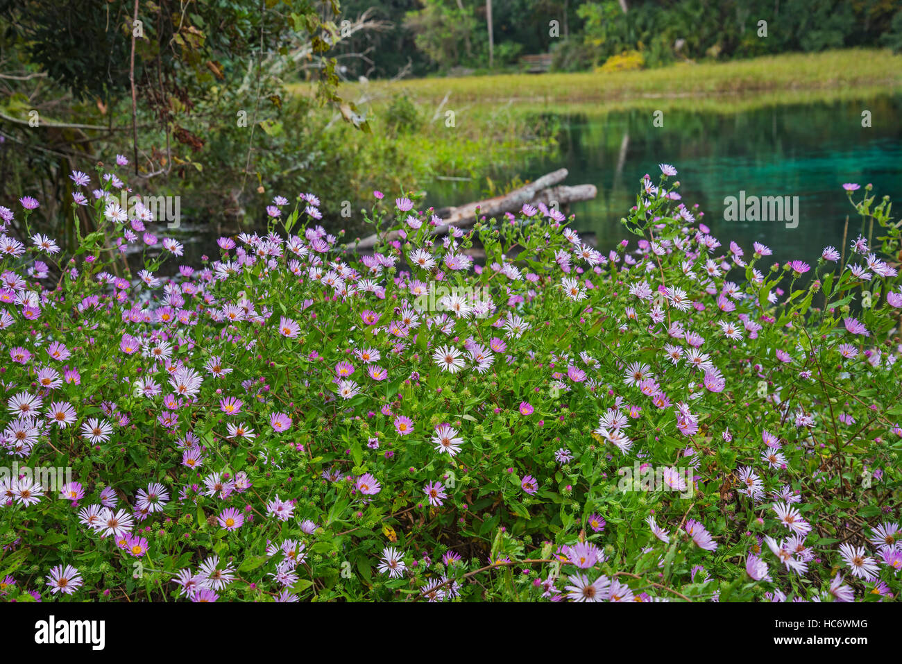 Rainbow Springs State Park in Dunnellon, Florida; headwaters of the