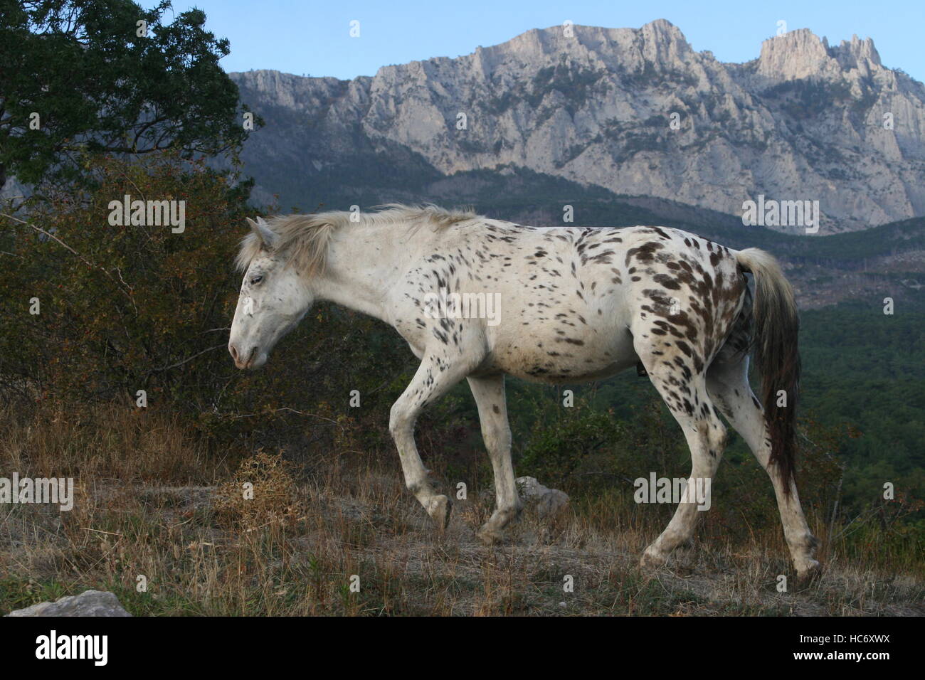 Appaloosa horse in the mountains, spotted horse Stock Photo Alamy