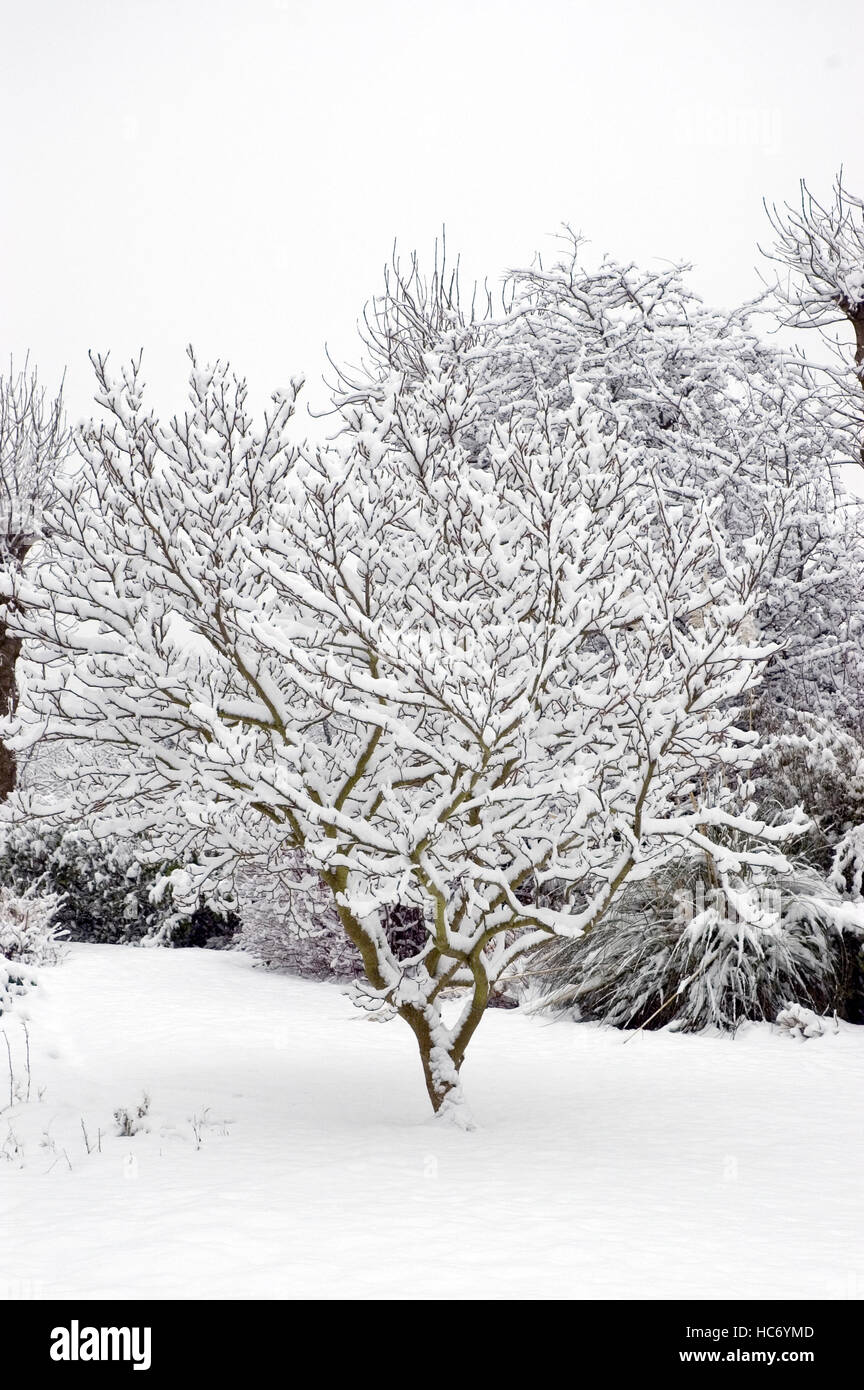 Snow on magnolia tree Stock Photo Alamy
