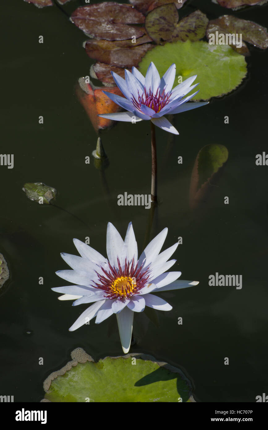 Photograph of white waterlily and lily pads in a pond. Stock Photo