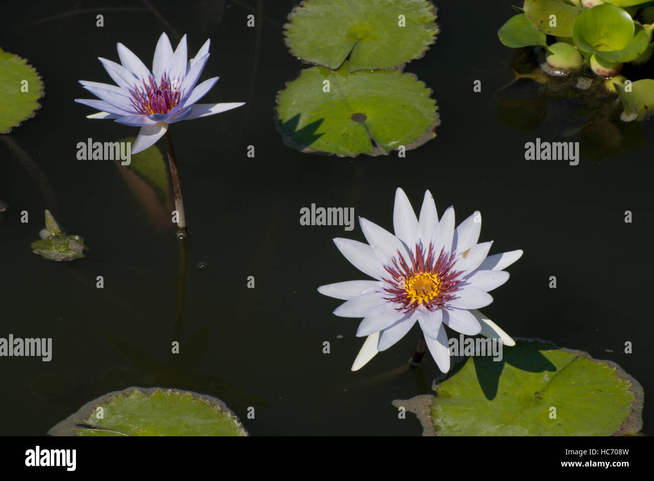 Photograph of white waterlily and lily pads in a pond. Stock Photo