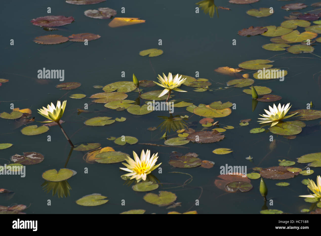 Photograph of yellow waterlilies and lily pads in a pond. Stock Photo