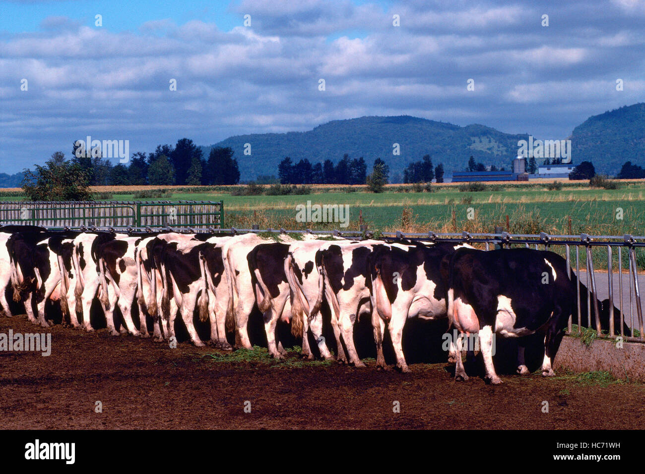Holstein Cattle Cows Feeding At Trough On Fraser Valley Farm