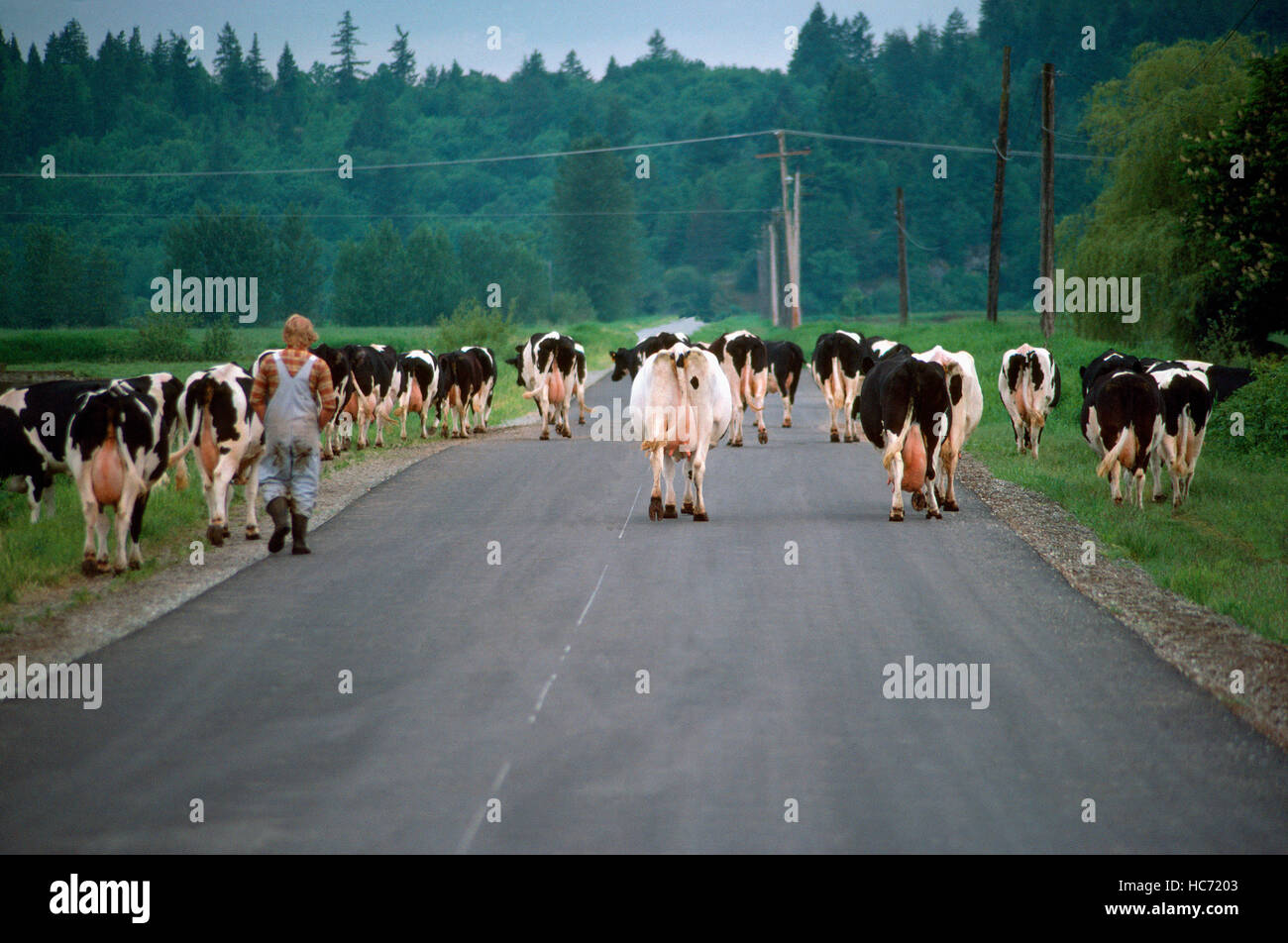 Small Herd of Holstein Cattle / Cows walking along Country Road, heading Home to be milked - Dairy Cattle Breed Stock Photo