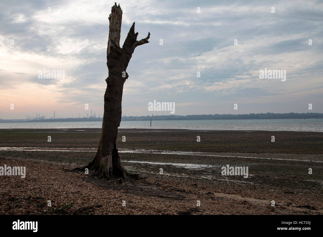 Lone tree silhouetted against the sky at Weston Shore, Southampton, Hampshire. In the far distance is the Fawley Oil Refinery Stock Photo