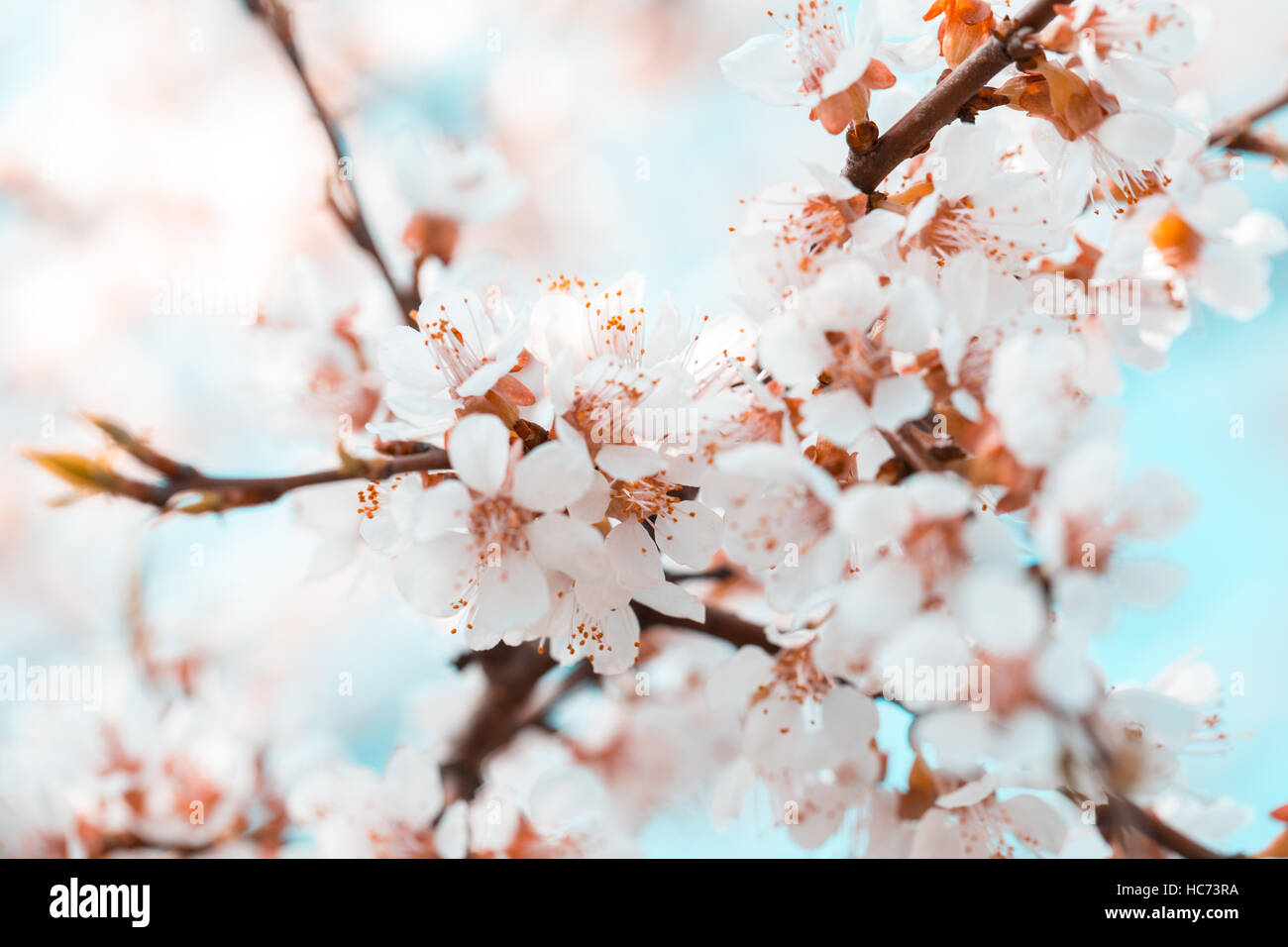 Apricot blossom background Stock Photo - Alamy