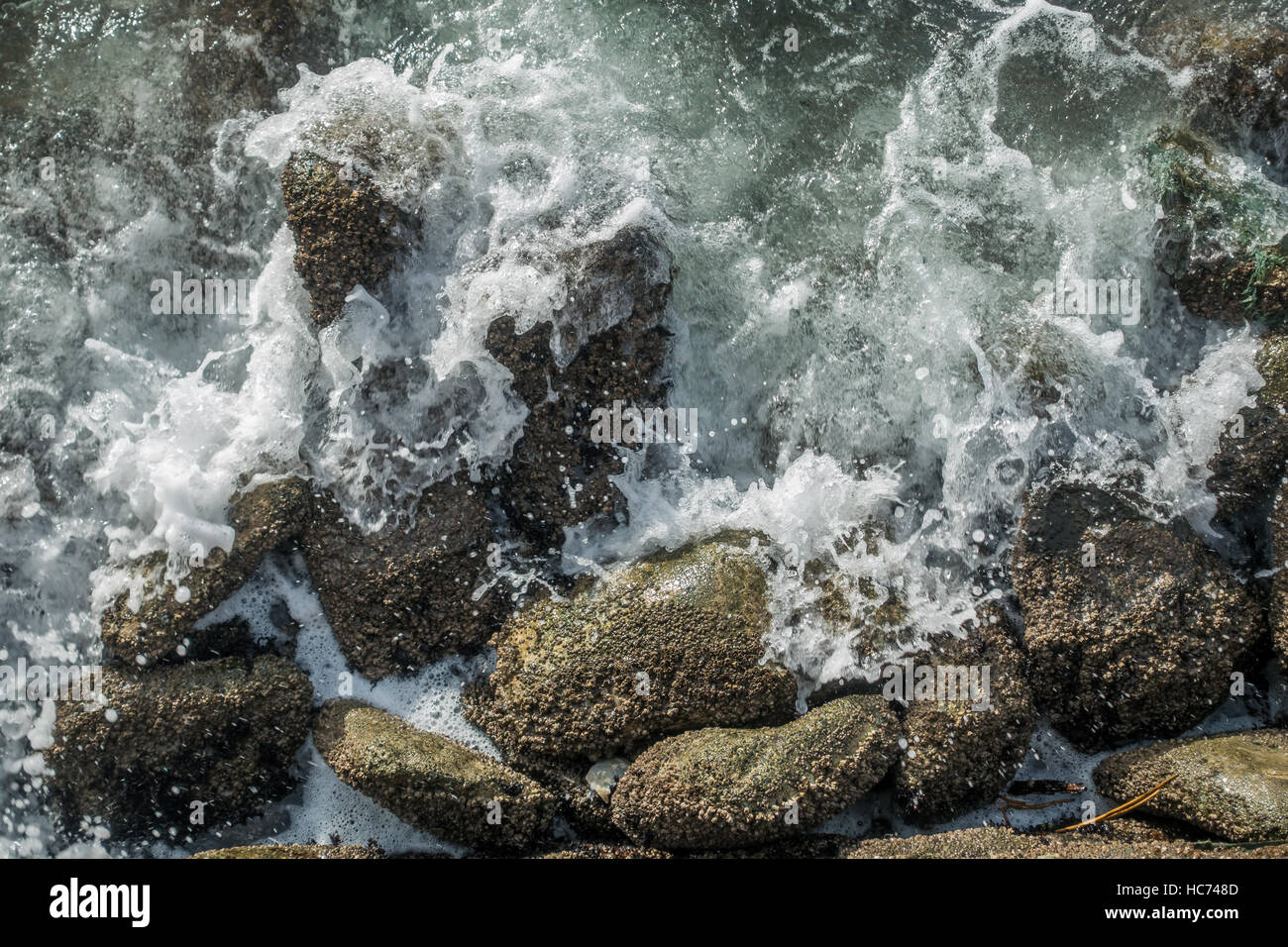 Surf crashes against barnacle-encrusted rocks resulting in whitewater explosions. Stock Photo